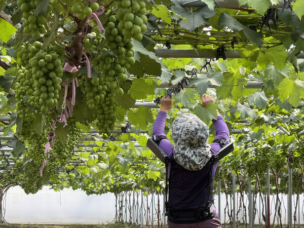 ‘엑스블 숄더’가 농업 현장에서 활용되는 모습. 사진 제공=현대차그룹.