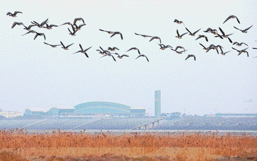 Àü³² ¹«¾È±º ¹«¾È±¹Á¦°øÇ× Àαٿ¡ ö»õµéÀÌ ³¯°í ÀÖ´Â ¸ð½À (¿¬ÇÕ´º½º)